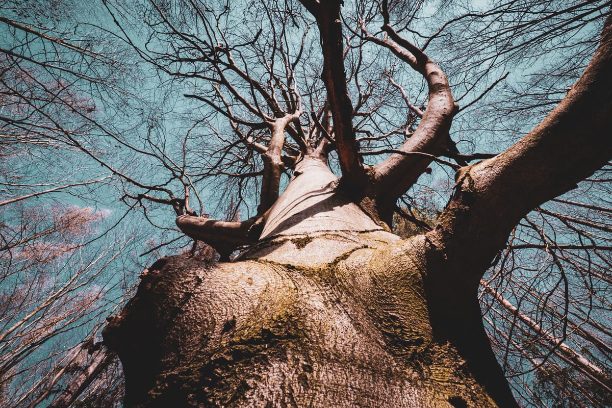 Výkonnostní titanismus